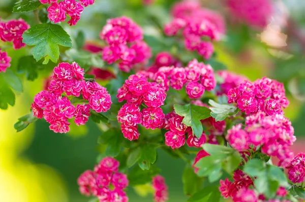 Dekorativa Rosa Hagtorn Blommor Busken Blommande Hagtorn Ren Trã Dgã — Stockfoto