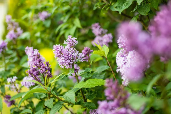 Ветка Фиолетового Лилового Цвета Фоне Зеленых Листьев Красота Природе — стоковое фото