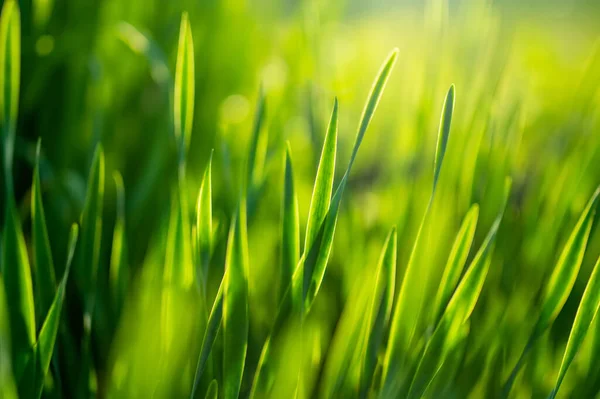 柔和的黄昏阳光下 青草郁郁葱葱 夏天的晚上 草坪非常新鲜 大自然的美丽 — 图库照片