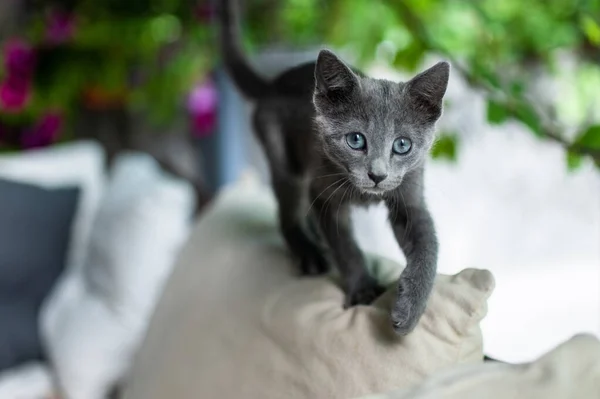Młody Zabawny Rosyjski Niebieski Kotek Bawiący Się Świeżym Powietrzu Wspaniały — Zdjęcie stockowe