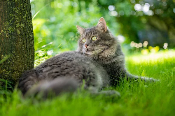 Cute Cat Outdoors Nice Sunny Summer Day — Stock Photo, Image