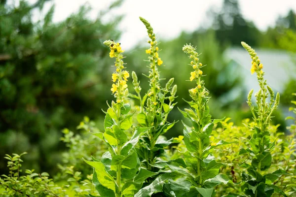 Wspólne Kwiaty Mulleina Kwitnące Ogrodzie Letni Dzień Piękne Żółte Kwiaty — Zdjęcie stockowe
