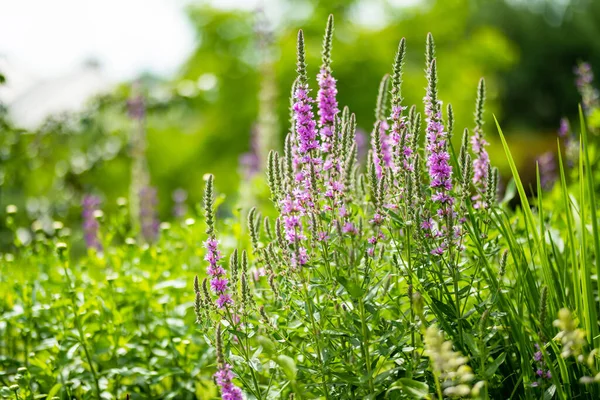 Purple Loosestrife Flowers Blossoming Garden Sunny Summer Day Lythrum Tomentosum — Stockfoto