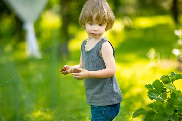 Симпатичный Малыш Ест Свежую Органическую Клубнику Солнечный Летний День Ребенок — стоковое фото