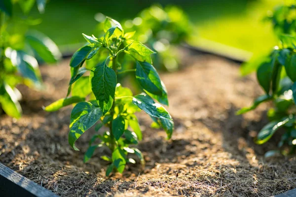 Paprika Sommertagen Einem Gewächshaus Anbauen Eigener Obst Und Gemüseanbau Auf — Stockfoto