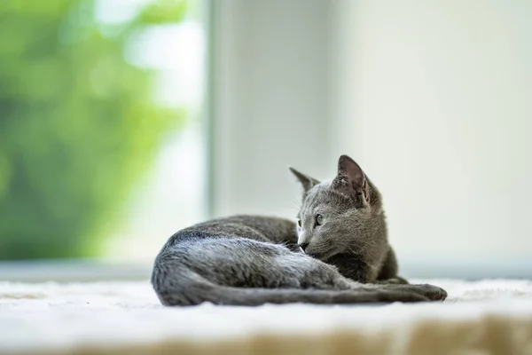 Młody Zabawny Rosyjski Niebieski Kotek Bawiący Się Przy Oknie Wspaniały — Zdjęcie stockowe