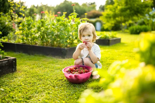 Χαριτωμένο Αγοράκι Που Τρώει Φρέσκες Βιολογικές Φράουλες Την Ηλιόλουστη Καλοκαιρινή — Φωτογραφία Αρχείου