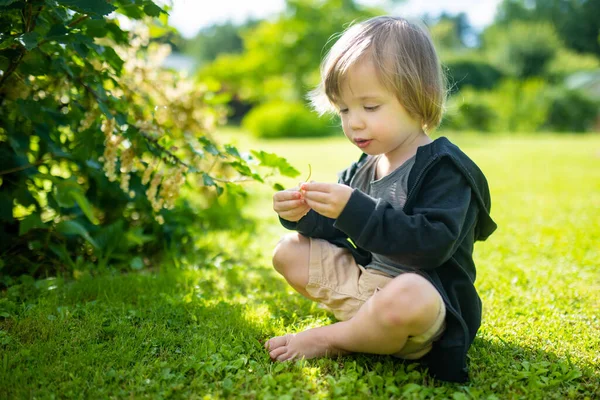 可爱的蹒跚学步的男孩在花园里吃着白醋栗果 夏日阳光明媚 白醋栗果实在枝条上成熟 — 图库照片