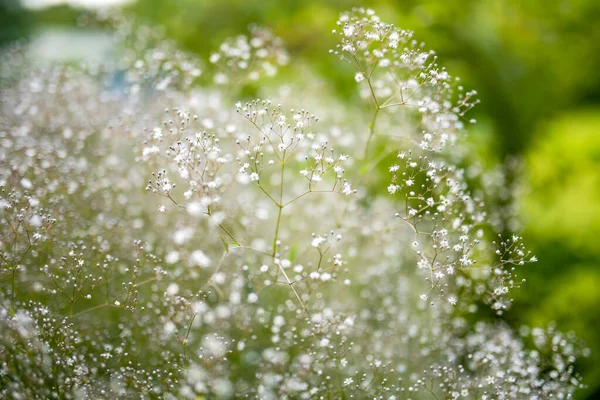Gypsophila Elgans Plant Blossoming Garden Sunny Summer Day Baby Breath — Stok fotoğraf