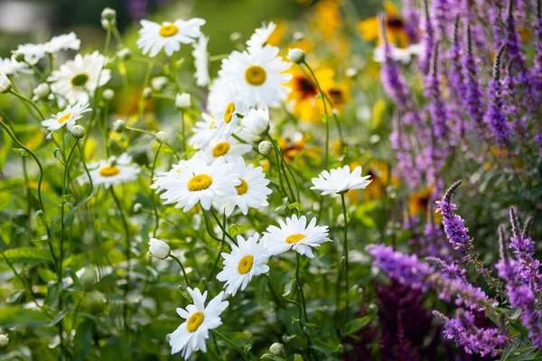 Krásné Heřmánkové Květy Kvetou Slunečného Letního Dne Přírodní Scéna Kvetoucími — Stock fotografie