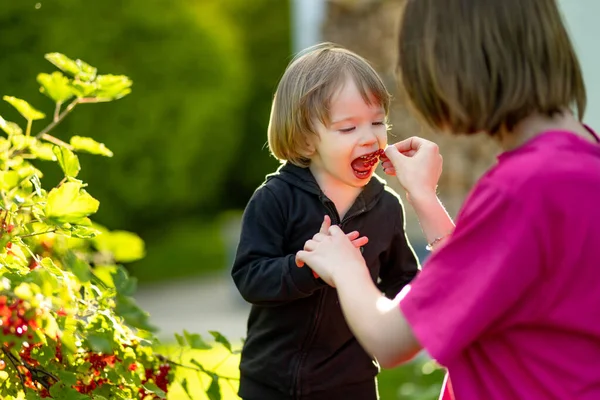 妹は暖かくて日当たりの良い夏の日に庭で彼女の幼児の弟の赤いスグリに餌を与えます 小さな子供のための新鮮な健康的な有機食品 夏の家族活動 — ストック写真