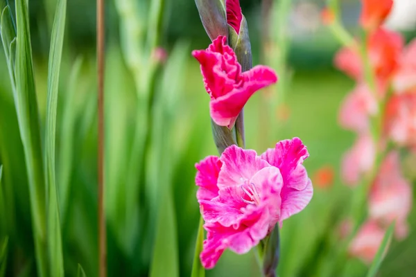Kolorowe Gladiole Lub Kwiaty Lilii Mieczowej Kwitnące Ogrodzie Zbliżenie Kwiatów — Zdjęcie stockowe