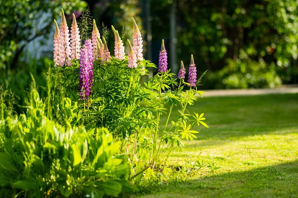 Beautiful Pink Lupins Blossoming Flower Bed Summer Day Bunch Lupines — ストック写真
