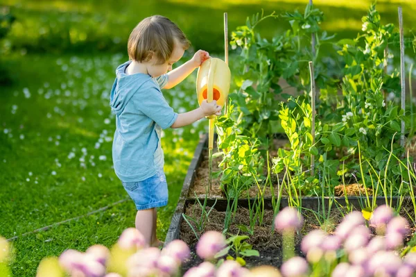 Aranyos Szőke Kisbaba Öntözőnövényeket Használ Öntözőedénnyel Kertben Gyerek Segít Szülők — Stock Fotó