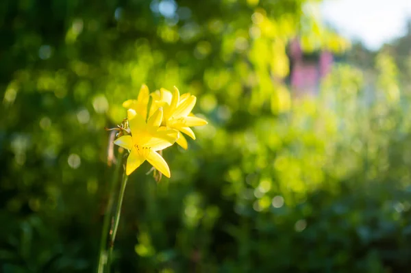 Beautiful Yellow Lily Flowers Sunny Summer Evening Beauty Nature — Stock Photo, Image