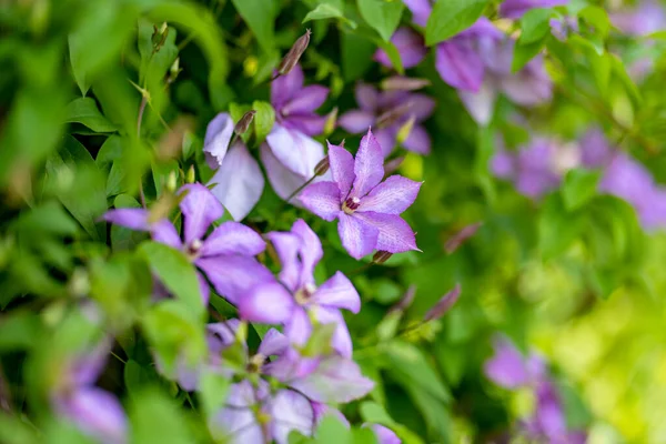 Flor Clematis Púrpura Jardín Flores Que Florecen Verano Belleza Naturaleza — Foto de Stock
