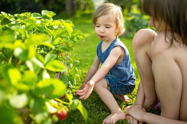 누나는 여름날 남동생에게 유기농 딸기를 먹이고 있습니다 농장에서 — 스톡 사진