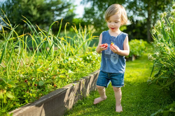 かわいい幼児の男の子は晴れた夏の日に新鮮な有機イチゴを食べる 子供は屋外のイチゴ農場で楽しんでいます — ストック写真