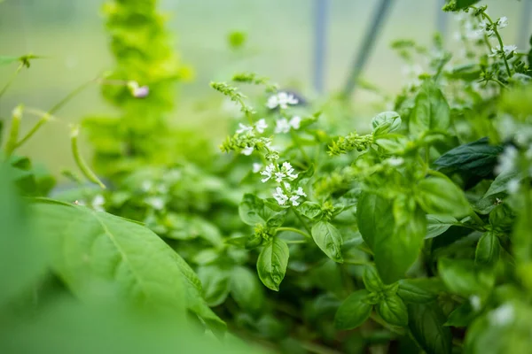 여름철에는 온실에서 채소를 집에서 허브와 채소를 기르고 있습니다 만족의 정원가꾸기 — 스톡 사진
