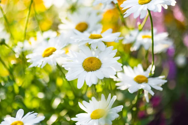 Beautiful Chamomile Flowers Blossoming Sunny Summer Day Nature Scene Blooming — Stockfoto
