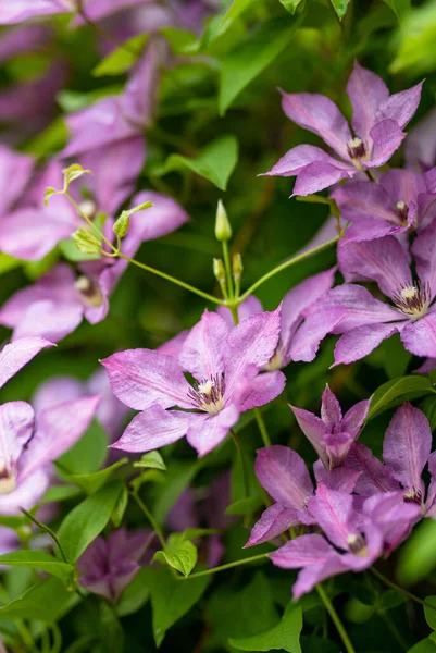 Flowering Pink Clematis Garden Flowers Blossoming Summer Beauty Nature — Stock Photo, Image