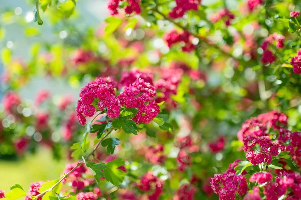 ブッシュの装飾的なピンクのサンザシの花 春の庭で花を咲かせるサンザシの植物 自然の美しさ — ストック写真