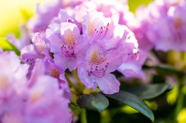 Bright Pink Flowers Blossoming Rhododendron Bush Sunny Summer Day Beauty — Stock Photo, Image