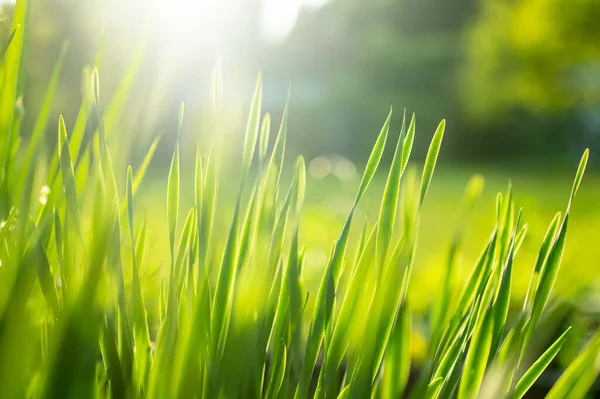 Lush Uncut Green Grass Soft Evening Light Perfect Fresh Lawn — Stock Photo, Image