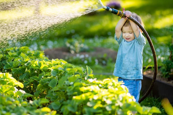 Cute Toddler Boy Watering Flower Beds Garden Summer Day Child — 图库照片