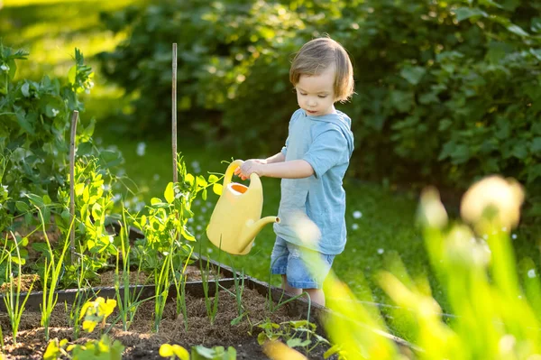 Cute Blond Little Toddler Watering Plants Using Watering Pot Outdoors — Stock Photo, Image
