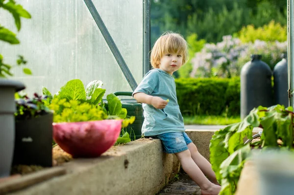 Uroczy Mały Chłopiec Jedzący Świeże Organiczne Ogórki Szklarni Ciepły Letni — Zdjęcie stockowe