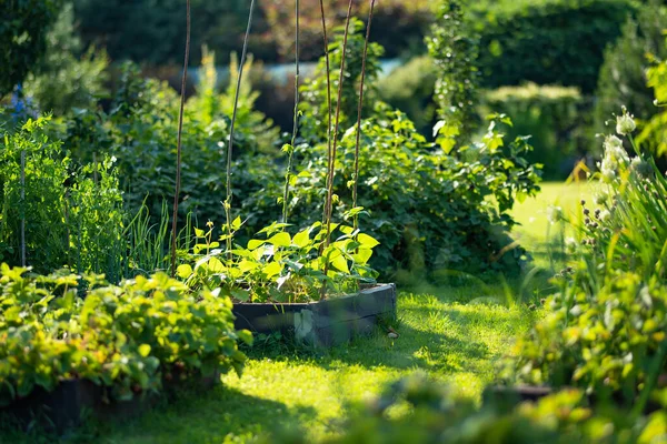 夏に腎臓豆を栽培します 自宅でハーブや野菜を栽培しています 自給自足の庭園と生活様式 — ストック写真