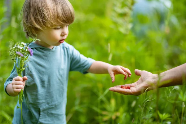 かわいい幼児の男の子は晴れた夏の日に新鮮な野生のイチゴを食べる 森の散歩を楽しんでいる子供 — ストック写真