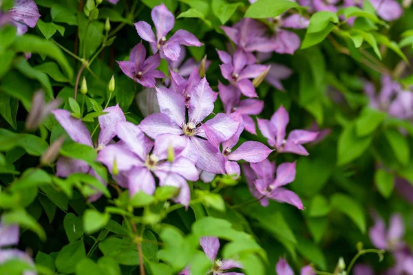 Blomstrende Lilla Clematis Hagen Blomster Blomstrer Sommeren Skjønnhet Naturen – stockfoto