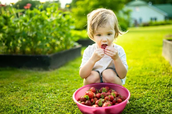 Cute Toddler Boy Eating Fresh Organic Strawberries Sunny Summer Day — Stock Photo, Image