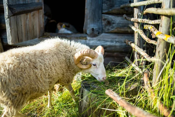 羊の額に 柵の後ろから見る成虫の羊 — ストック写真
