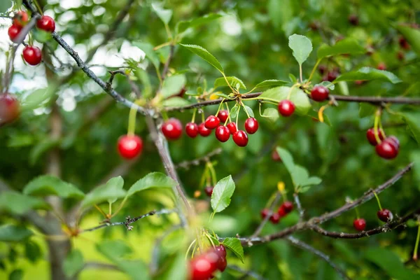 Zralé Třešňové Plody Visící Větvi Třešně Sklizeň Bobulí Třešňovém Sadu — Stock fotografie