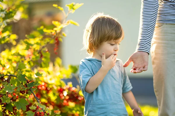 Menino Bonito Comendo Groselhas Vermelhas Jardim Dia Quente Ensolarado Verão — Fotografia de Stock