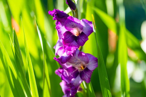 Purple Gladiolus Sword Lily Flowers Blooming Garden Close Gladiolus Flowers — Stock Photo, Image