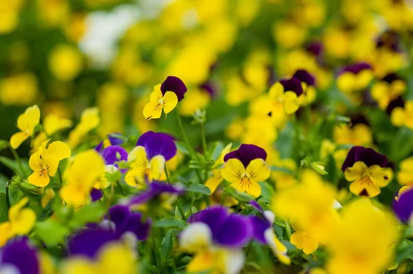 Beautiful violet and yellow colored pansies blooming in a garden. Beauty in nature.