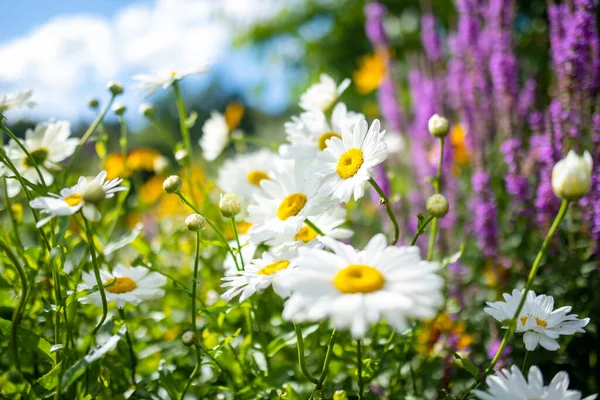 Krásné Heřmánkové Květy Kvetou Slunečného Letního Dne Přírodní Scéna Kvetoucími — Stock fotografie