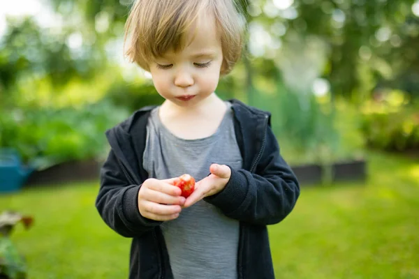 Leuke Peuter Jongen Die Verse Biologische Aardbeien Eet Zonnige Zomerdag — Stockfoto