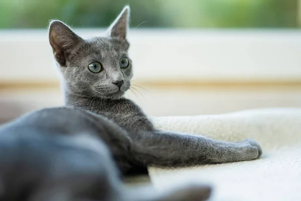 Młody Figlarny Rosyjski Niebieski Kotek Relaksujący Się Przy Oknie Wspaniały — Zdjęcie stockowe
