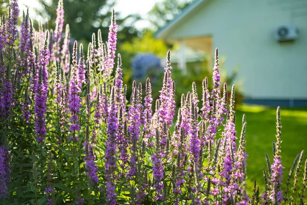 Фіолетові Квіти Цвітуть Саду Сонячний Літній День Літрум Томентос Або — стокове фото