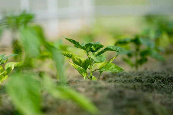 여름에는 온실에서 피망을 집에서 채소를 재배하는 만족의 정원가꾸기 — 스톡 사진