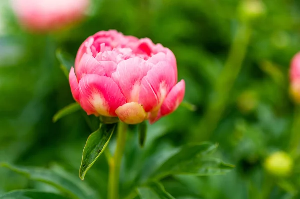 Mooie Roze Pioenrozen Bloeien Tuin Zomeravond Schoonheid Natuur — Stockfoto