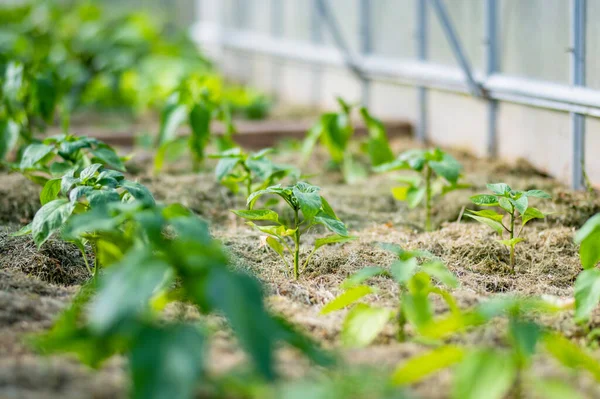 Yaz Günü Bir Serada Dolmalık Biber Yetiştirmek Çiftlikte Kendi Meyve — Stok fotoğraf