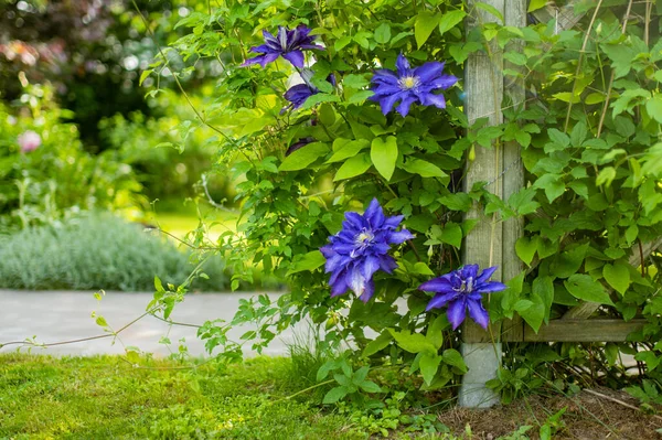 Virágzó Lila Clematis Kertben Nyáron Virágoznak Virágok Természet Szépsége — Stock Fotó