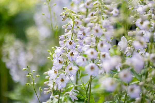 Luz Azul Flores Delphinium Florescendo Canteiro Flores Dia Ensolarado Verão — Fotografia de Stock