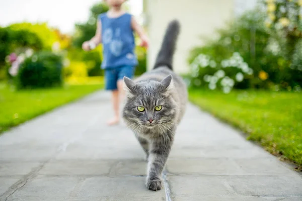Cute Cat Outdoors Nice Sunny Summer Day — Stock Photo, Image